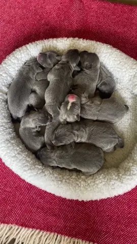 Filling a bed with 10 new born baby Staffy puppies ❤️🐾🐾🐾 #izystaffywolfpack #staffypuppy #cute #puppy #cutepuppiesoftiktok #cutepuppy #puppysnuggles #puppytok #puppytik #puppytiktok #bluestaffypuppy #staffypuppy #tiktokpup #tiktokpuppies #cutenessoverloaded #bluestaffypuppy #puppylife #puppymom #puppylove #staffordshirebullterrier #puppyoftheday #cutepup 