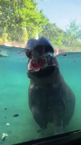 Uma is doing some birthday snacking! 🍉🦛 #hippo #animals #cuteanimals #fyp #foryou