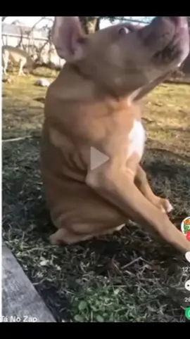 #CapCut #cachorrosengraçados #cachorrocururu 