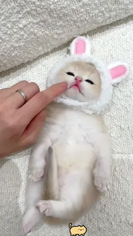 Cute cat#cat #kitten #foryou #pet #cutecat #kittycat 
