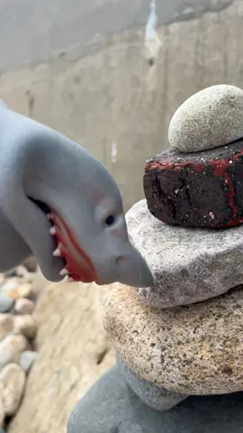 I DONT LIKE DOLPHINS 🙅‍♂️