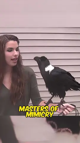 Raven: Masters of Mimicry! #fyp #raven #wow #funny
