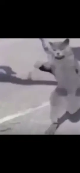 This is so random #shitpost #meme #memes #viral #fyp #cat #explosion 