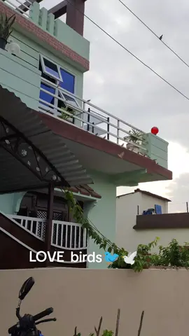 LOVE BIRDS #LOVEBIRDS #lovebirds❤️❤️ #birds #birdsoftiktok #bird #butwal #alex 