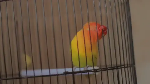 sabar lagi nyari Jantan yang ganteng buat kamu sayang #fyp #majalahkicau #lovebirdpauddurasi #lovebirdpaud #burunglovebirdgacor #jualbeliburung #lovebirdindonesia #kopdarfigter #pakannaurasf #fypシ #fypシ゚viral #lovebirdbekasi #jualbelilovebird #lovebirdnusantara #lovebirdkonslet #lovebirdkonsletindonesia #pakanlovebirdgacor #lovebirdjuara #lovebirddurasi 