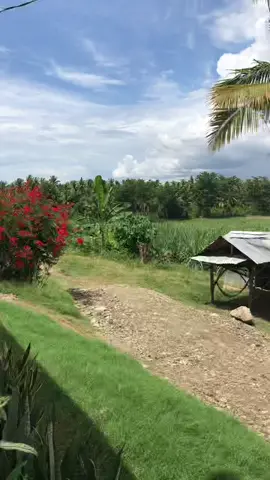 Greenery, just missing the calmness!🍃 📍Kiblawan, Davao del Sur #natureheals