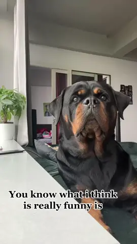 #rottweilersoftiktok #rottweiler #rottweilerpuppy #dogs #puppiesoftiktok #rottie #rottweilerlife .. Credits to thenicegirlx