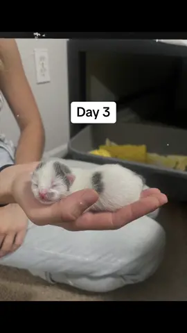 I love you Steven! #fosterkittens #fosterfail #fyp #vetstudent 