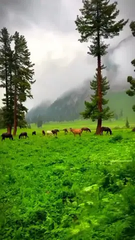 #minimarg🇵🇰 #domel_minimarg⛰️ #northern_areas_of_pakistan🇵🇰 #viralvideo #foryoupage❤️❤️ #mileshiker 