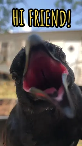 His new big boy feathers are coming in and they ITCH him so bad lol check out his new chin floof! #crow #poethecrow #babycrows #crowbabies #whitetoe #sillybirb #crowlove #crowvibes #littlecrow #feathers #highfriends 