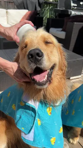 Coukd he be any happier #colin #goldenretriever #massager