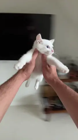 lmao this trend #taylorswift #kitten #cats 