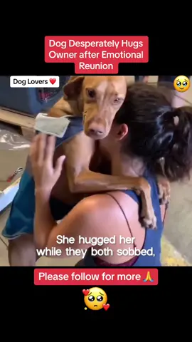 Dog Desperately Hugs Owner after Emotional Reunion 🥹😍 #viral #foryou #dog #doglover #emotional #reunion 