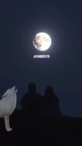 Enrique iglesias ft india martinez Loco #XDR#enriqueiglesias#indiamartinez#loco#lunanotevallas#yesqueestoyloco#porbesartuslabios#noteperdonare#simedejassolo#conlossentimentos#parati#🌕🐺 