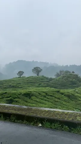 Cuacana ciwidey cocok pisan buat nge galau #ciwidey #galauvibes #kebunteh 