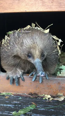 To keep the awareness rolling on the monotreme train, here's an ode to short-beaked Echidna Pitpa on her 36th lap around the sun 🌞  Did you know Echidnas are Australia's most widespread and adaptable mammal, not only boasting long lifespans but also the second lowest-body temperature in the mammalian world!  #ForTheWild