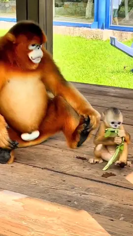 maymun #monkey#singe#maymun#abe#tximinoa#simio#beždžionė#enwe#monyet#बंदर#mono#বানর#singe#małpa#обезьяна#ลิง#원숭이#mono #fyp #fypシ #tiktok #małpa 
