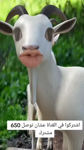 الماعز وهو بيقول اسم وداد 🐐🤷🏼‍♀️