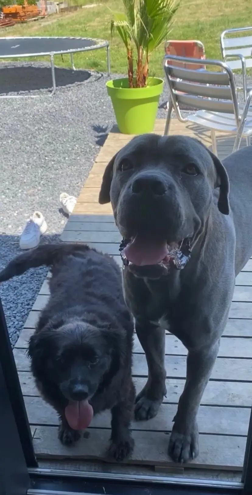 He’s so sad too💔🕊️ #canecorso #dog #dogs #dogdead #rip 