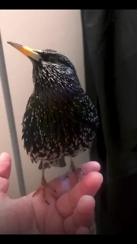 the r2 d2 noises#r2d2 #europeanstarling #talkingbird #birdsoftiktok