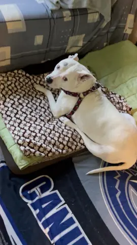 This blind and deaf dog recognizes her owner by smell 🥹💖🐶 #ViralHog #HeartwarmingMoments #FeelGood #Dogs