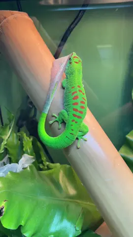 Giant day gecko shedding 🦎🦎🦎 #gecko #crimsondaygecko #daygecko #pets #snake #scorpion #tarantula 