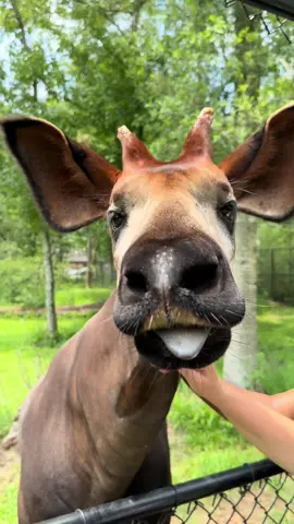 Today’s best favorite # 1 animal is the ✨okrapi✨ #okapi #okapis #okapisoftiktok #audubonspeciessurvivalcenter #zefrank 