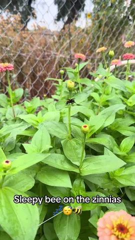 The bees have been loving the rainy wearher we have been having!  #beetok #flowertok #gardening #zinnia #pollinators #arizona #cutflowersforbeginners #summergarden
