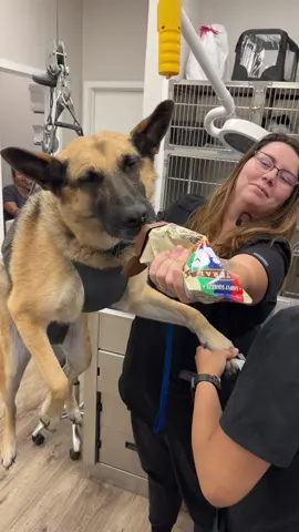 Lola was a very brave (and also a little high) girl today ♥️  #germanshepherdsoftiktok #fyp #foryoupage #vetmed #vettok #htx #htown #htownvets #houstontx #veterinarymedicine 