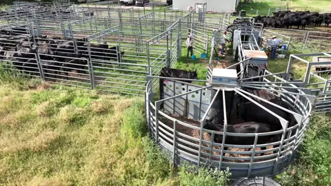 Remote Control Turretgate shuttle action. Continuous forward flow 🔄 www.molymfg.com 785-472-3388  #eatbeef #silencerchutes #turretgate #ranching #vetmed #feedlot #cattle #cattleranch #ranchlife #cattlefarm #cowboylife #calves #bulls #bovine #livestock #stockyards #rancher #farmlife #branding #rodeolife #ranchtok #farmtok #cattletok #calftok #cowcalf #backgroundingcattle #feedlotlife #feedlotcowboy #brandingseason #bullsale #taggingcalves #taggingcattle #heifercalf #showsteer #cattleshow #cowboyup #balebed #workingranch #ranchin #stockshowlife #bisonranch #buckingbulls #buckingbull #buckinghorses #buckinghorse #roping #ropingcattle #ropinghorse #cattlewomen #cattlemen #cattleman #ranchpony #cattleauction #salebarn #processingcattle #cattlebreeding #dairyfarmer #kansasbeef #safetyfirst #silencerchute #penrider #feedingcattle #vettok #vetschool #vetschoollife #cattlemenscongress #nwss #aussiebeef #floridacrackers #kentuckycattlemen #kansasbeef #nebraskacattlemen #texascattle #texascattleranchers #oklahomacattle #blackangus #blackanguscattle #blackangusbulls #anguscattle #redangus #redanguscattle #redangusbull #simangus #simmental #simmentalcattle #simmentals #charolais #charolaiscattle #charolaiscross #charolaisbull #hereford #herefordcattle #herefords #shorthorncattle #shorthorn #longhorncattle #beefmaster #beefmastercattle #beefmasterbull #gelbvieh #gelbviehbull #wagyu #wagyucross #corrientes #tiedownroping #calvingseason #limousin #limousincattle #limousinbull #aubrac #braford #brafordcattle #brahman #brahmancattle #chianina #droughtmaster #fleckvieh #lowlinecattle #maineanjou #piemontese #santagertrudiscattle #simbrah #zebu #westernlifestyle #agriculture #prca 