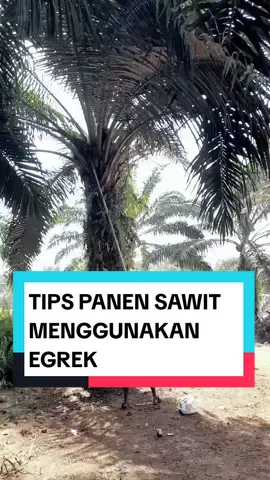TIPS PANEN SAWIT DENGAN  MENGGUNAKAN EGREK  #perkebunansawit #buahkelapasawit #panensawit  #carapanensawit 