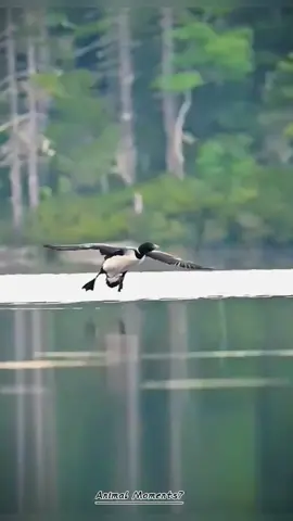 Another Perfect Landing of the Diving Duck.#birds #viral #birslife #fyp #foryou #birdsofprey #pet #tiktok #birdphotography #nestbirds #birdsoftiktok #naturelove #trending 