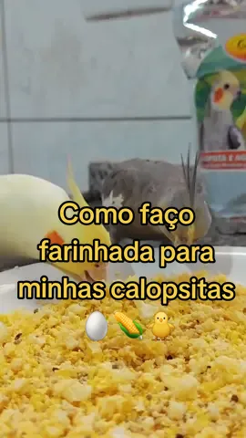 Como faço farinhada para minhas calopsitas 🐥#farinhada #birds #cockatiel #calopsita #receita #calopsitasnotiktok 