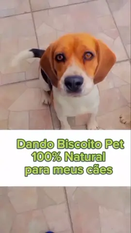 Valente Casa Pet Av. Duque de Caxias 313 Fragata-Pelotas Rs