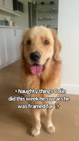 We need a Colin is innocent hashtag 😆#colin #goldenretrievers #dogsoftiktok 