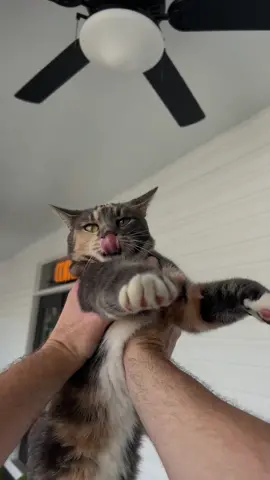 She doesnt get paid enough to put up with my bs 😺 Also its too hot for shenanigans #catsoftiktok #taylorswiftcats 