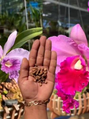 AÇAFRÃO PODE RECUPERAR QUALQUER ORQUÍDEA QUASE MORTA  #tiktok #orquídea #orquídeas #orquidea #orquideas #orquidario #orquideaslindas 