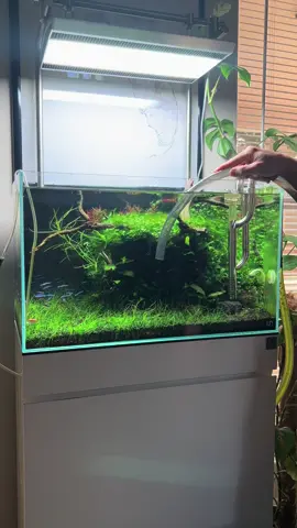 Major waterchange to combat the Cyanobacteria and other water related issues #aquascape #plantedtank #aquarium #tiktok #fyp #oase #plantedaquarium #aquariumhobby #plants #uns #aquascaping #freshwatertank #freshwateraquarium #ultumnaturesystems #aquariums #tropicalfish 