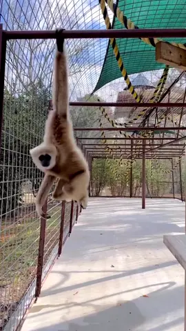 Gibbon swinging  #gibbon #gibbons #gibbonsoftiktok #gibbonbeyondthetrees #monkey #monkeysoftiktok #tree #forest