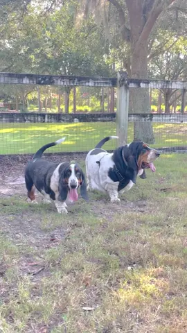 Billie had her first date with neighbor BENTLY. Let’s just say it was love at first sight! 😍 #loveatfirstsight #dogs #bassethound #bassethounds #doglove 