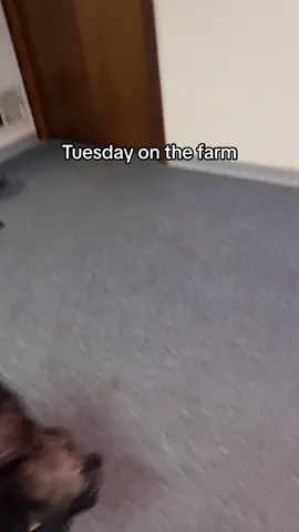 Bo sounds like a gorilla #lifeonthefarm #morningfarmchores #morningfarmroutine #ditl #morningvlog #farmanimals #dogtok #horsesoftiktok #minidonkey #morningroutine #nigeriandwarfgoats #petpig #housepig #minifarm 