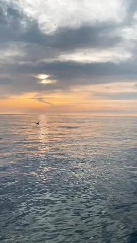 Laut halmahera selatan Provinsi Maluku Utara. #lumbalumba #sunrise #laut #lautmalukuutara #lauthalmaheraselatan #beautifullindonesia @hansbudiman559 