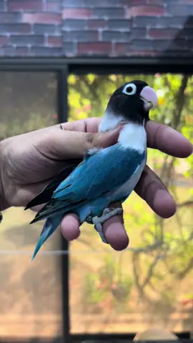 Blue personata #lovebirds #kingkhanasad #foryour #bird #trending #viral #palefallow #opaline 