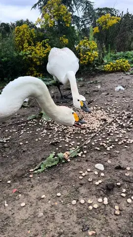 Bewick swans #animalswildlife #countrylife #outdoortiktoks #animalvideos #animalsoftiktok #cuteanimalvideos #natureisbeautiful #iloveanimals #dailyanimalvideos #animaltiktok #naturevibes #ducks #ducks #duckling #ducklings #geese #goose #gosling #goslings #swan #swans #cygnet #cygnets 