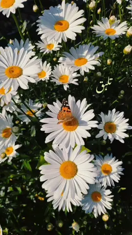 صباح الخير 🌻🫶#صباح_الورد #صباح_الورد_و_السعادة_لاجمل_قلوب🌹🦋 #يافراشة_نقيلي🦋 #عبير_نعمة #فن #صوت_جميل #اغاني_الصباح #ازهار #فراشات #بنات #صبايا #زهرة_تلبق_للشقره😇💗 #نقيلي_احلى_زهرة #نقيلي_احلى_زهرة🌼 #نقيلي_احلى_زهرة_بدون_موسيقى 