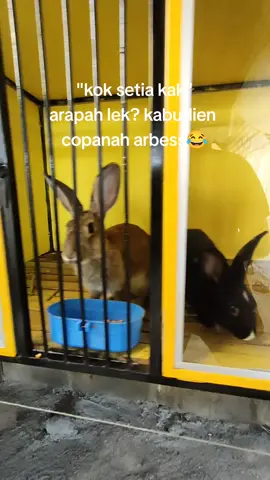 😂#fyp #viral #katakata #katakatamadura #kerapankelinci #madura #rdgrdl 