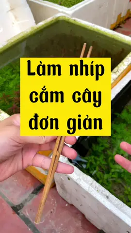 Nhíp cắm cây bằng đũa #nghienthungxop #thuysinh #hoccungtiktok 