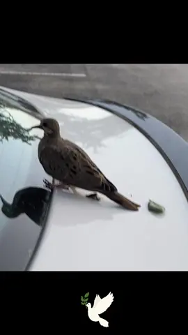More than an annoying occurrence, bird pooping on your car has a superstitious meaning. Avian dropping is a sign of #goodluck for the car owner. And the more birds leave waste on your vehicle, the more luck you will get. Indeed, bird poop symbolizes prosperity, especially if there's too many droppings on your car. #dove 