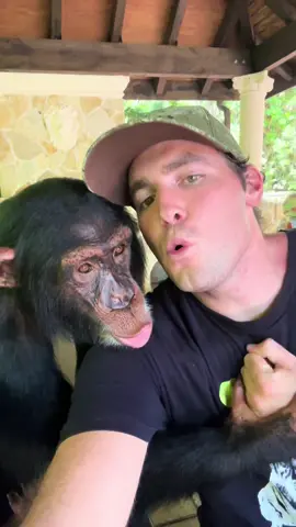 Sounding off with Chimpy boy! #chimpanzee #wildlife #loud 