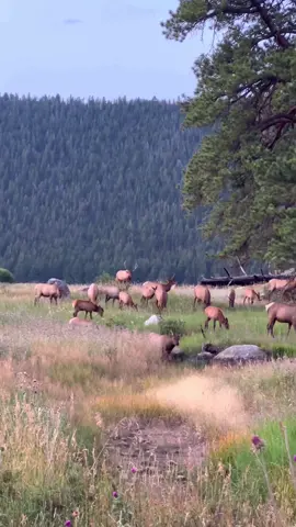 These little bulls thought they had a big harem to themselves. Does anyone want to tell them they’re wrong?  www.GoodBullGuided.com #wildlife #colorado #rockymountainnationalpark 